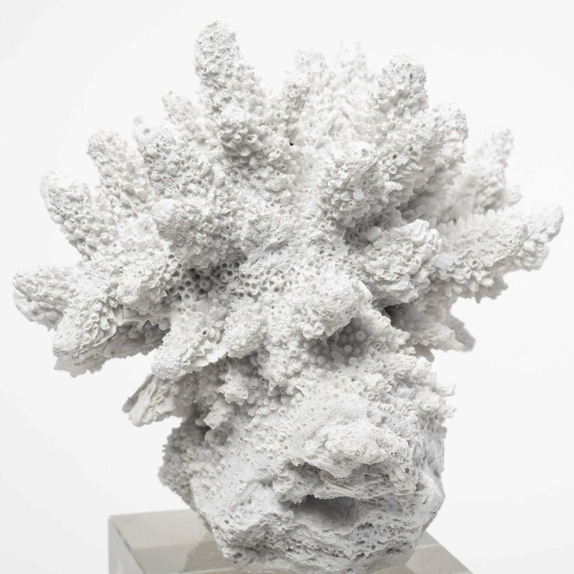 Discount ✨ Mercana Isla (Large) 5L X 5W White Replica Resin Coral On Clear White Glass ✔️ - Image 3