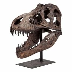 Brand new ❤️ Mercana Lagrane Brown Resin Dinosaur Skull Replica - 19.0L X 11.0W X 20.0H 💯