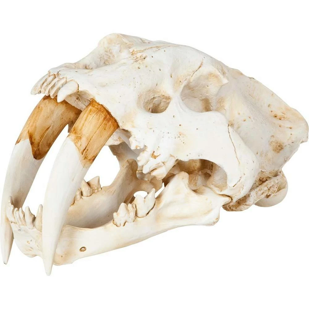 Deals โญ Mercana Fozzil Off-White Resin Sabertooth Cat Skull Accent Piece - 9.0L X 9.1W X 15.0H ๐