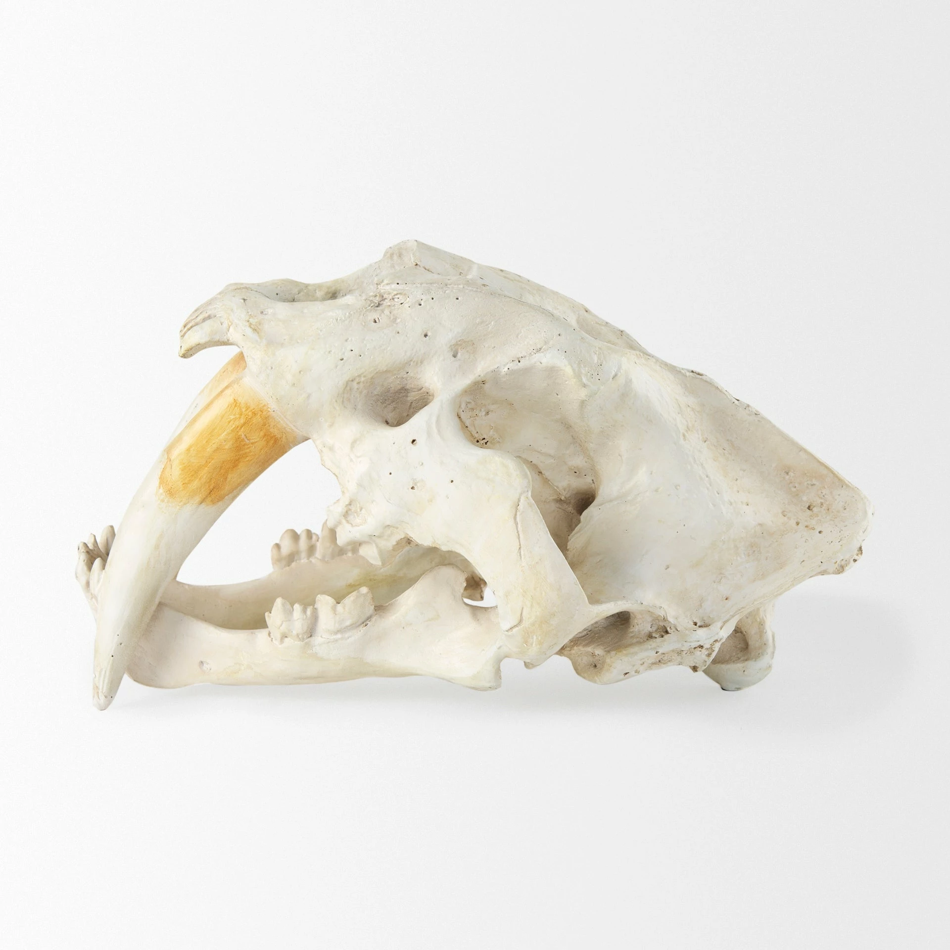 Deals โญ Mercana Fozzil Off-White Resin Sabertooth Cat Skull Accent Piece - 9.0L X 9.1W X 15.0H ๐ - Image 3