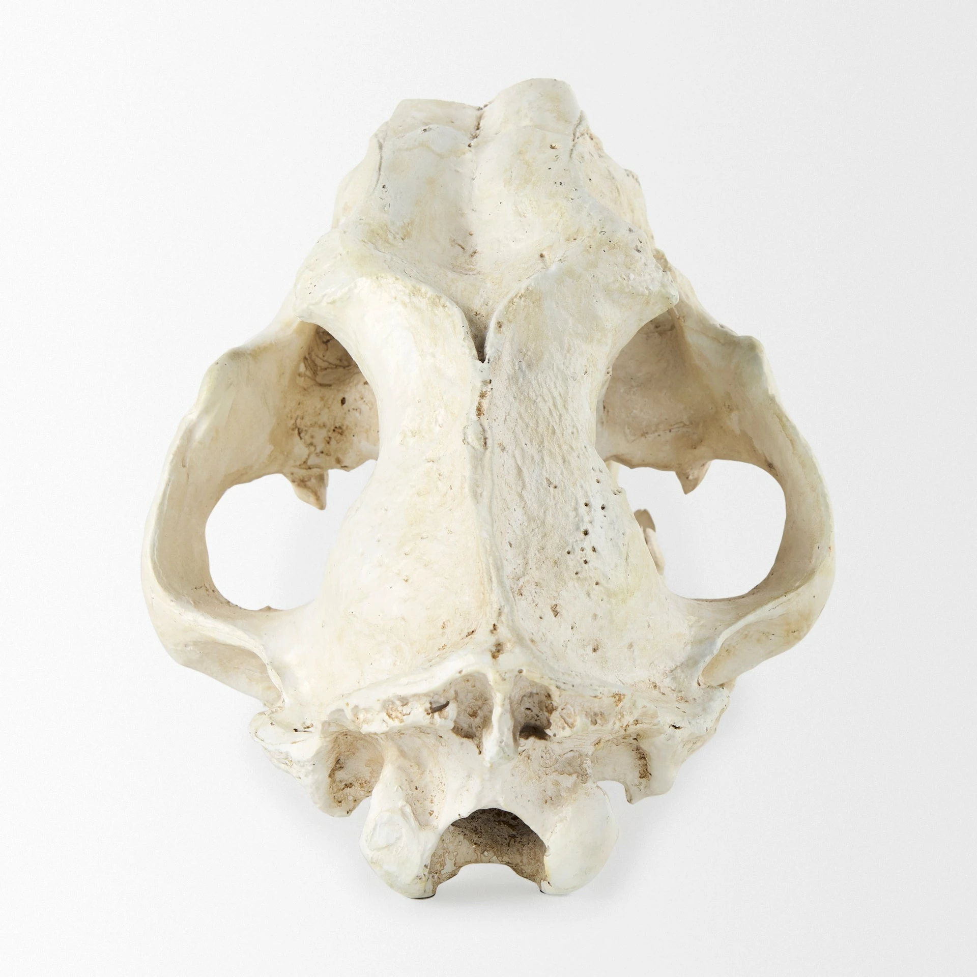 Deals โญ Mercana Fozzil Off-White Resin Sabertooth Cat Skull Accent Piece - 9.0L X 9.1W X 15.0H ๐ - Image 4